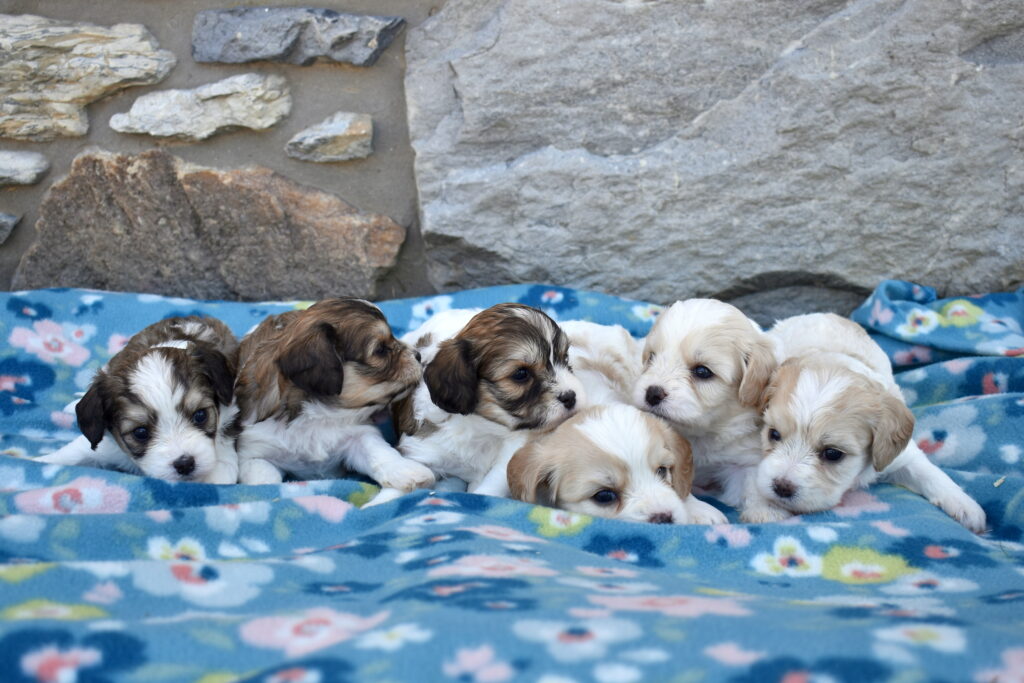 cavachon puppies for sale