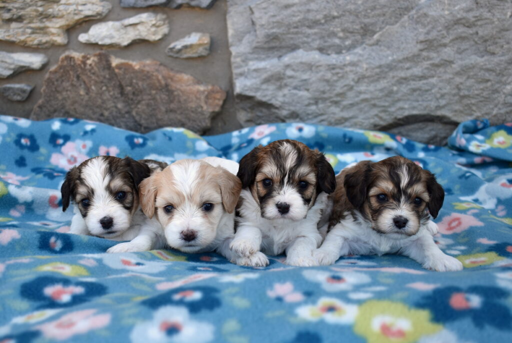 cavachon puppies for sale lancaster