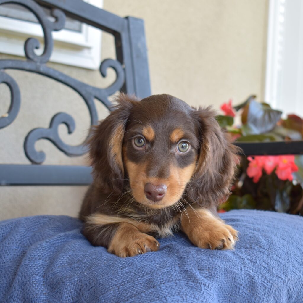 chocolate mini dachshund