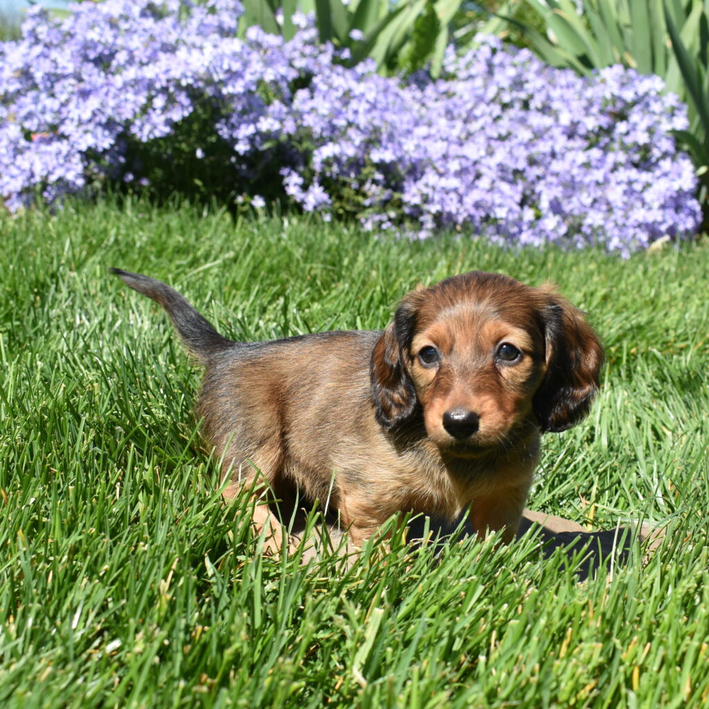 chocolate sable miniature Dachshund puppy for sale