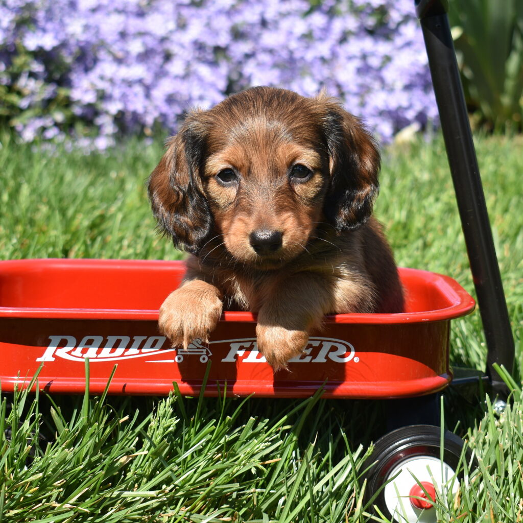 chocolate sable miniature Dachshund puppy for sale in pa