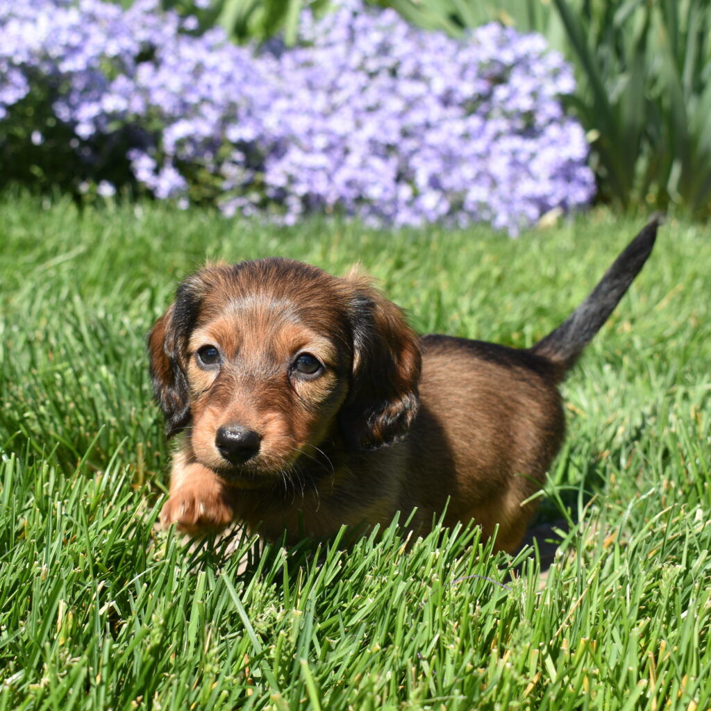 chocolate sable miniature Dachshund puppy pa