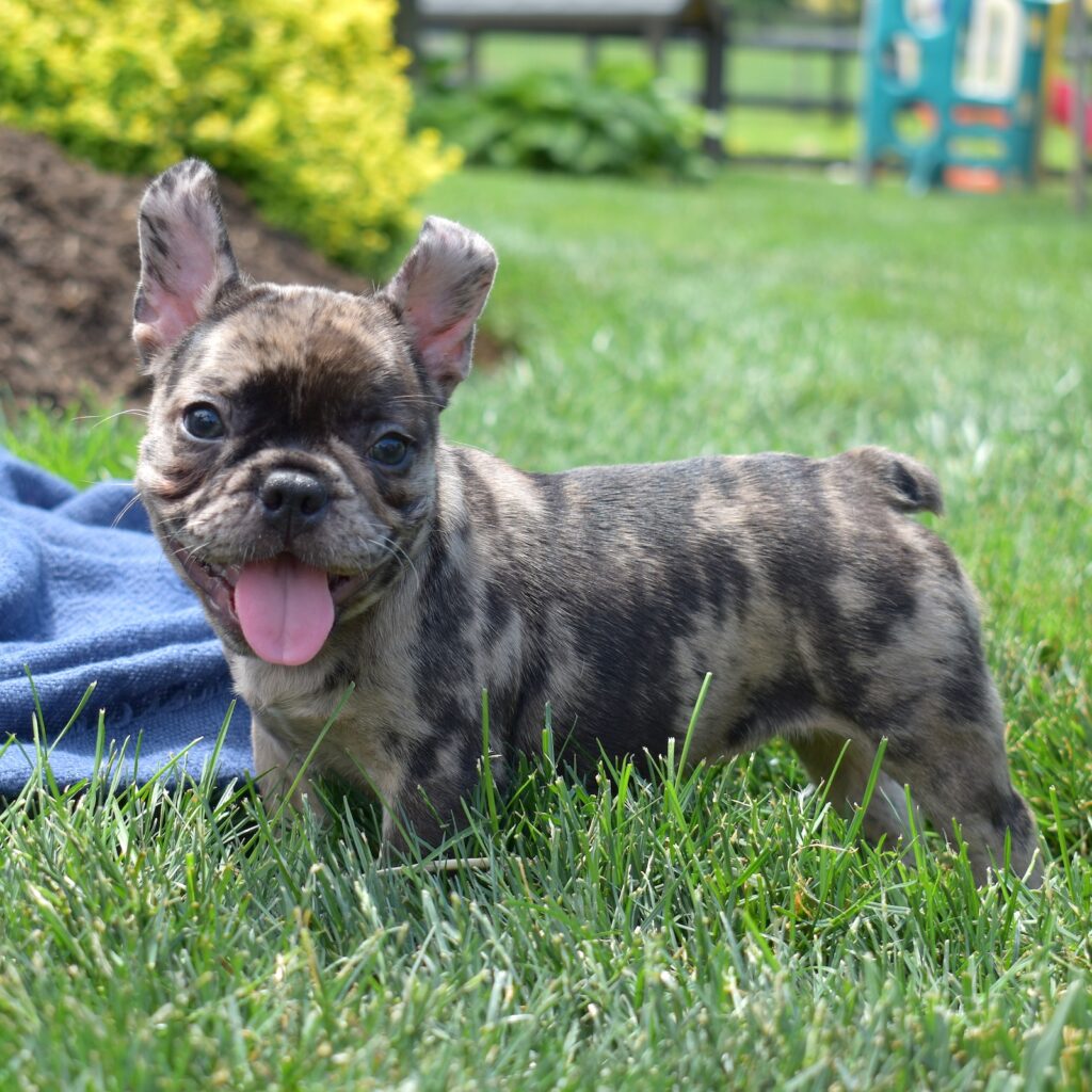 french bull dog puppy