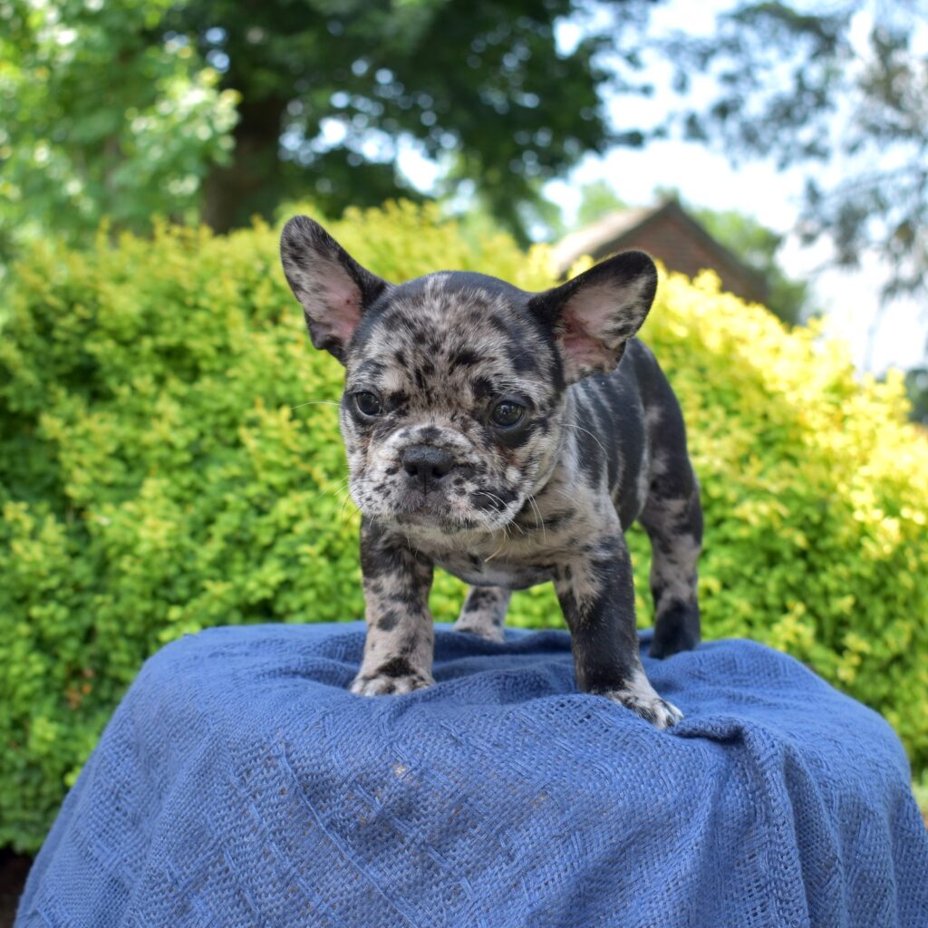 french bulldog
