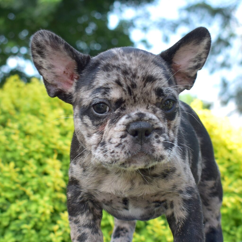 french bulldog puppies for sale