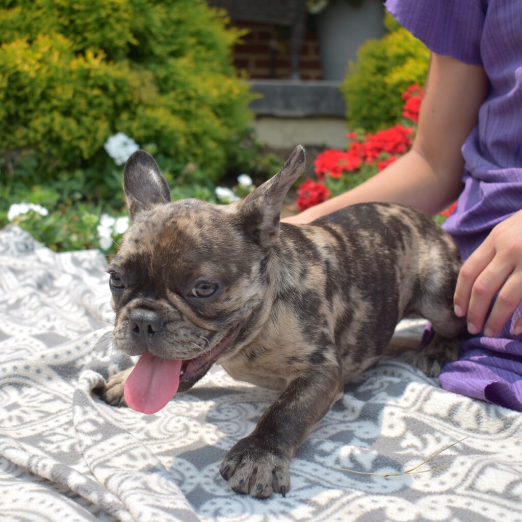 french bulldog puppy