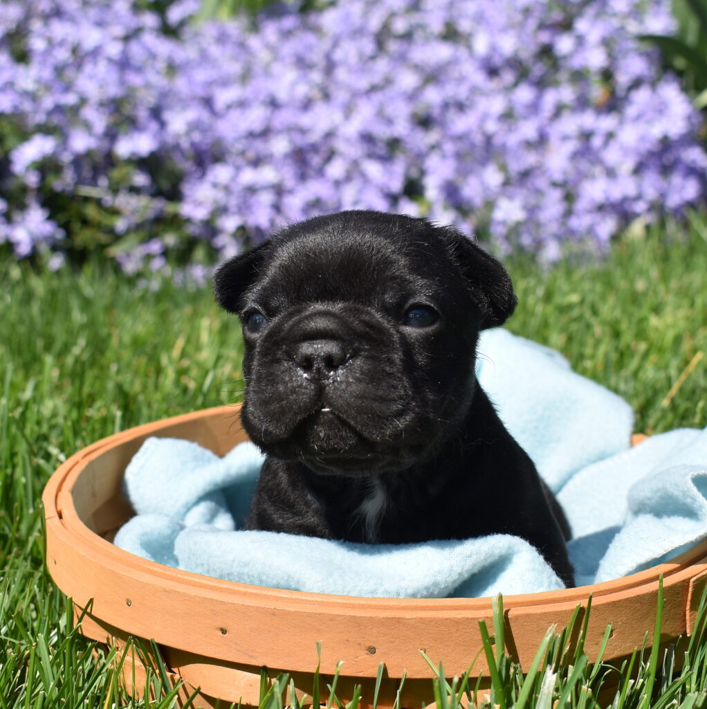 french bulldog puppy breeder pa