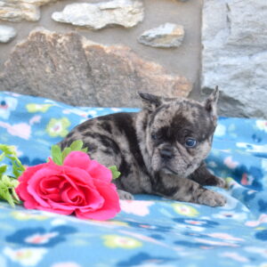 french bulldog puppy for sale