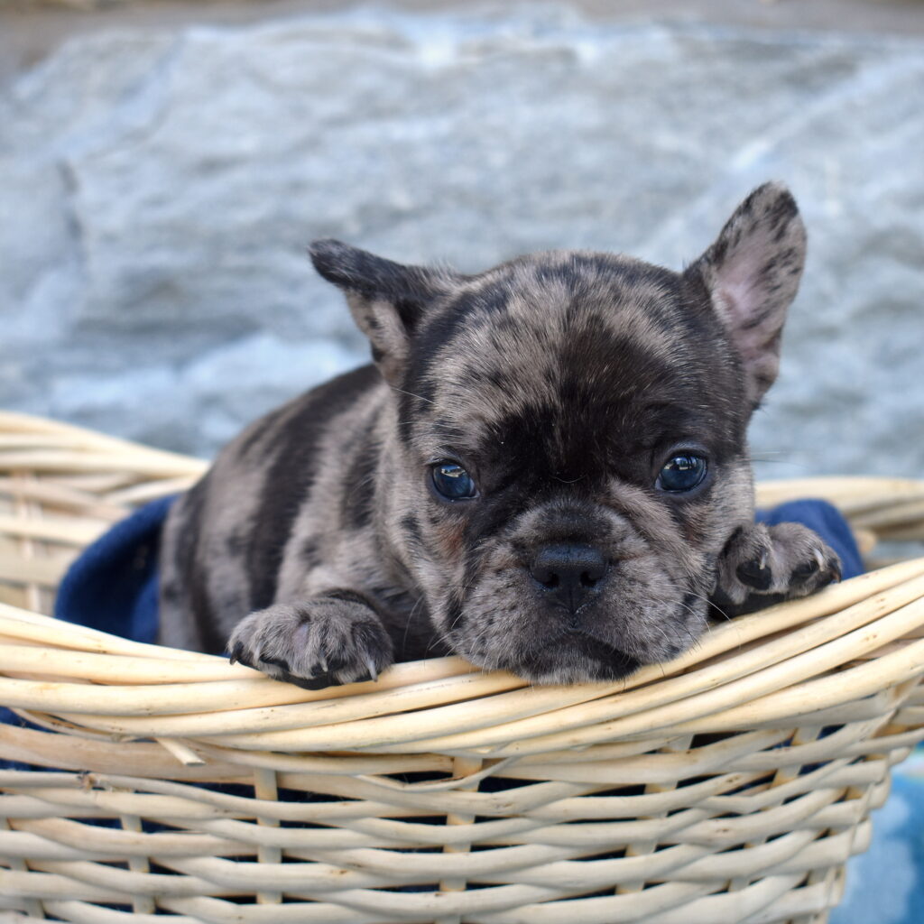 french bulldog puppy for sale near me