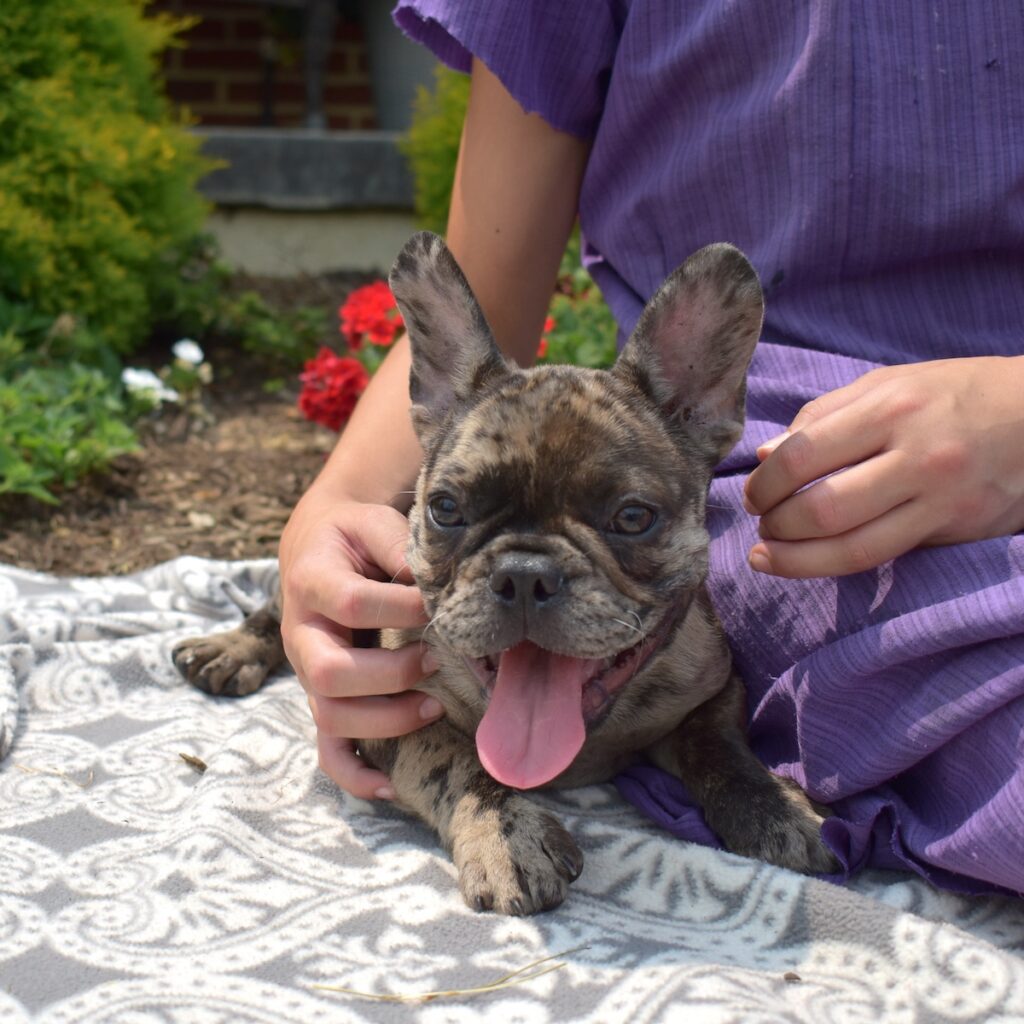 french bulldog puppy for sale pa
