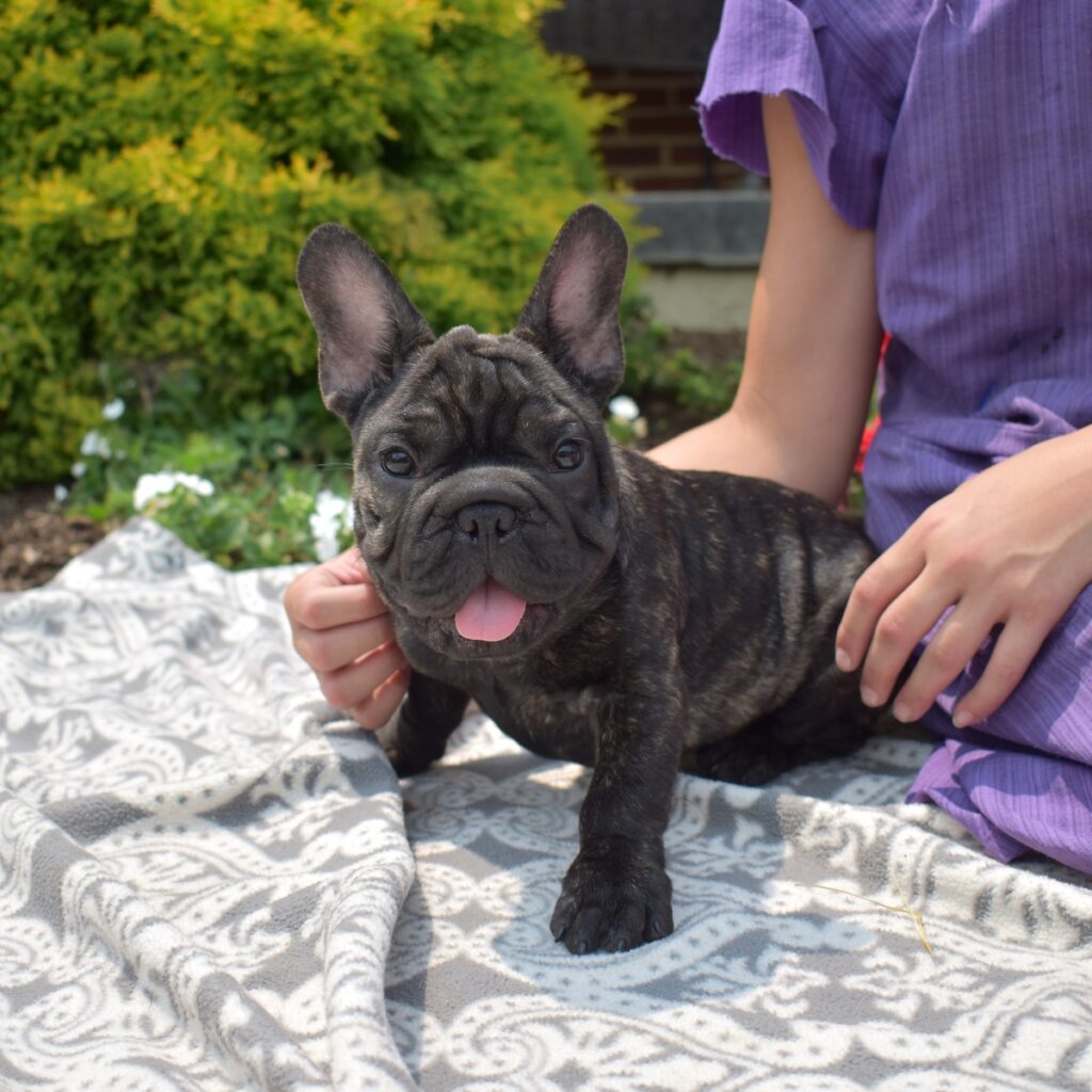 frenchie puppies for sale