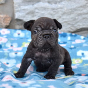 frenchie puppies for sale in pa