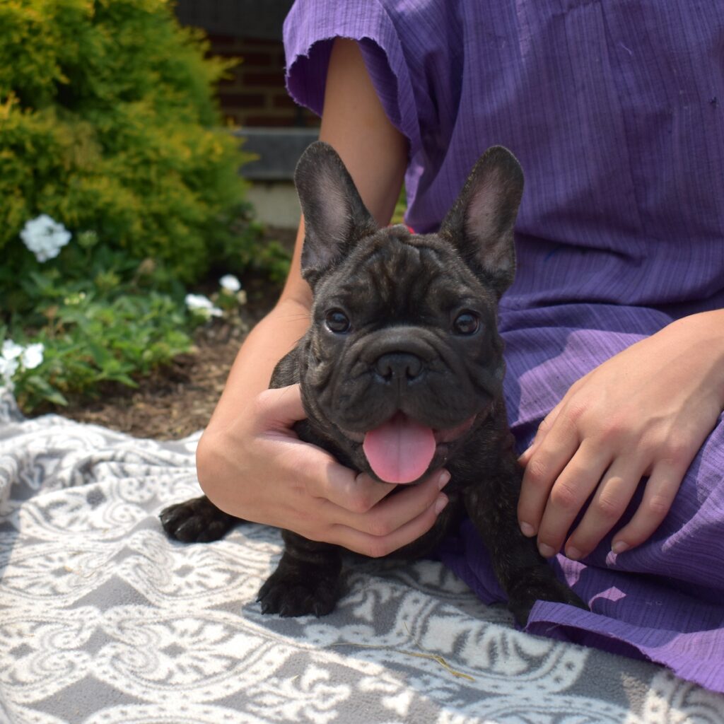 frenchie puppies for sale pa