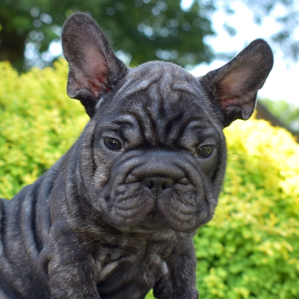 frenchies for sale near me