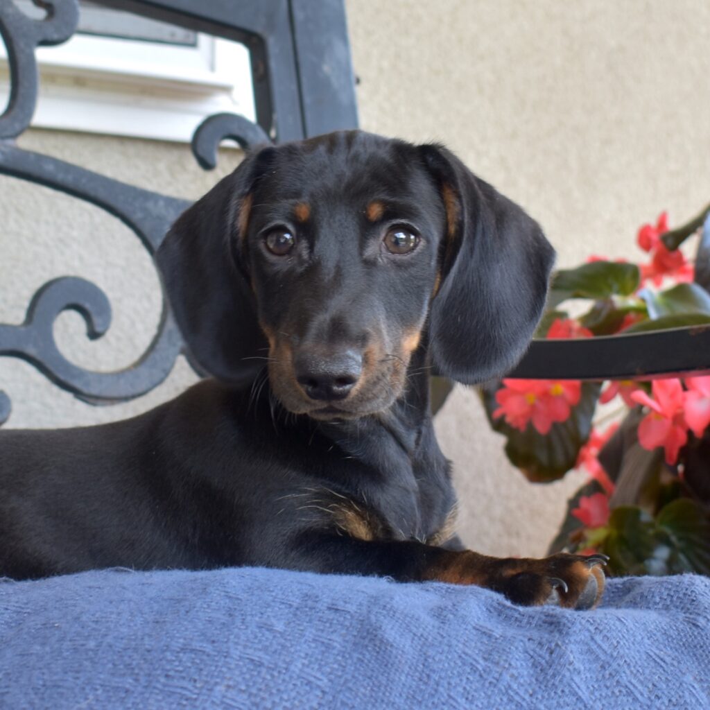 mini dachshund black and tan