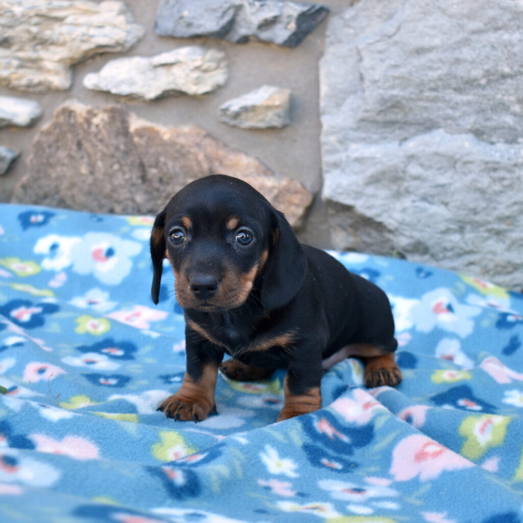 mini dachshund puppies for sale