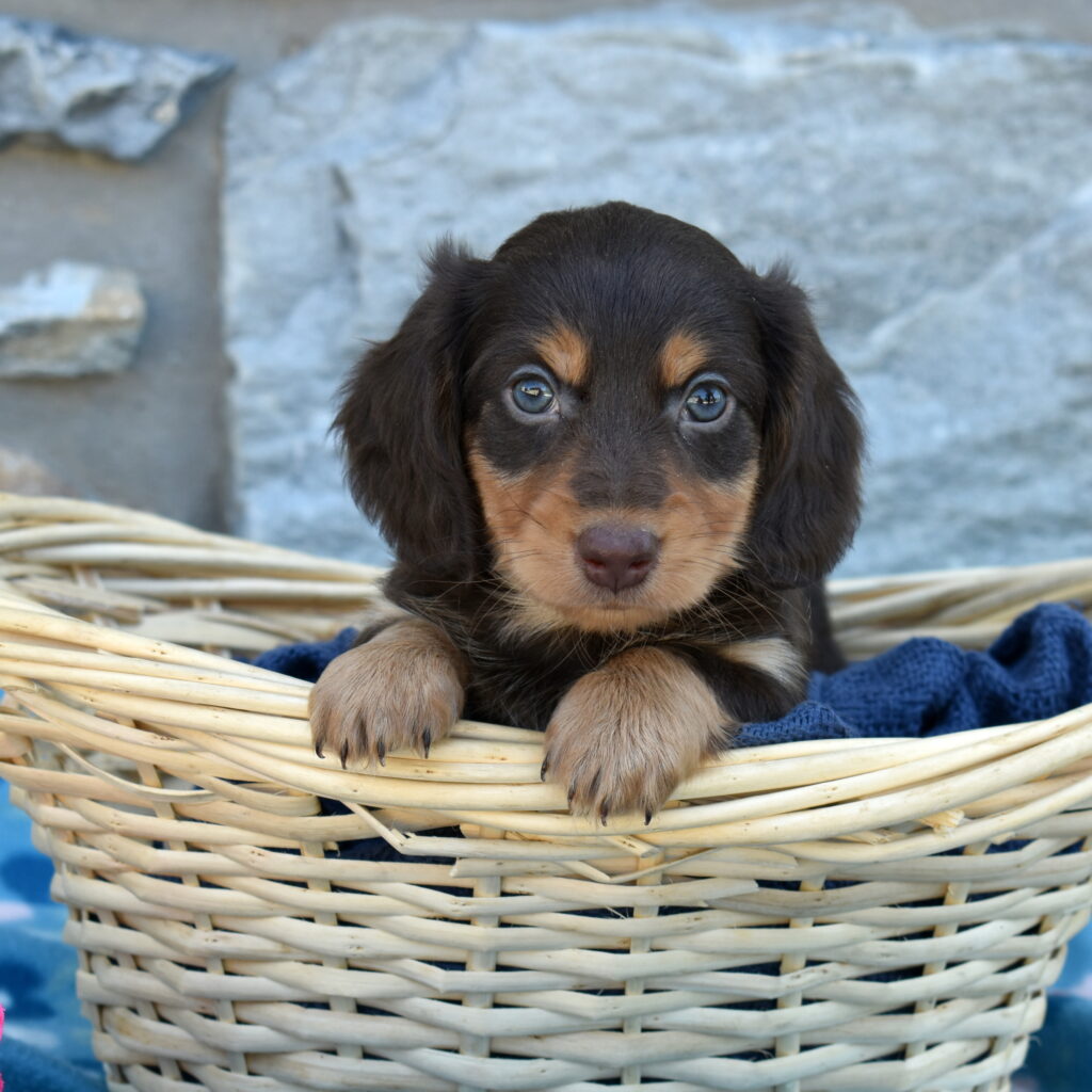 mini dachshund puppies for sale