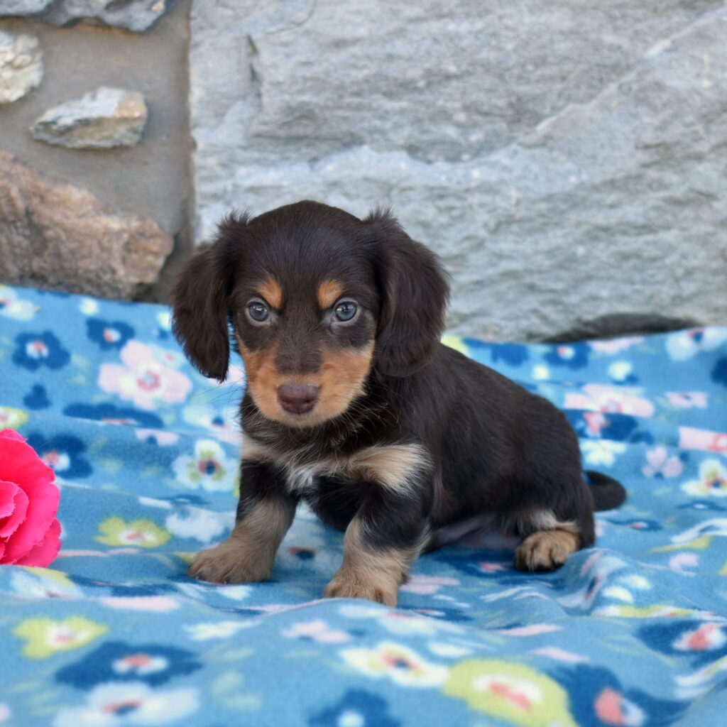 mini dachshund puppies for sale lancaster
