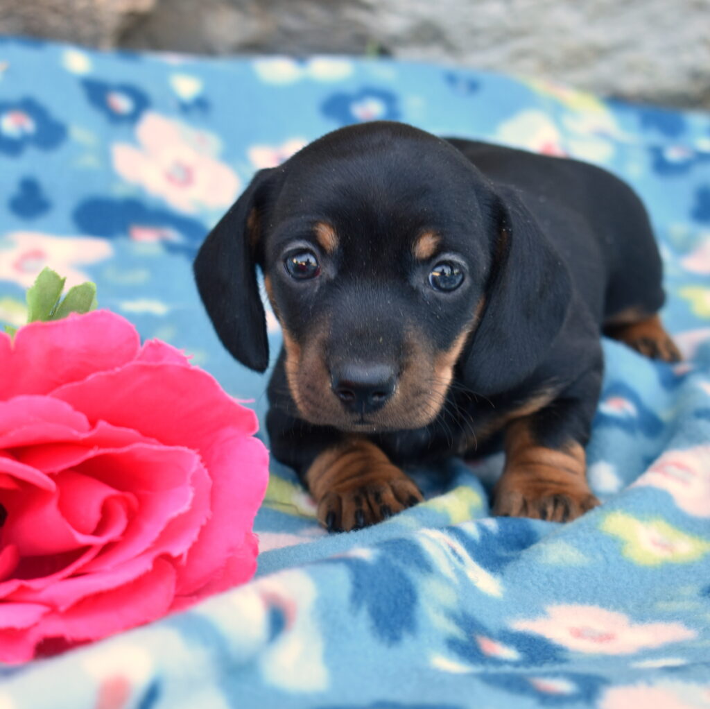 mini dachshund puppies for sale lancaster pa