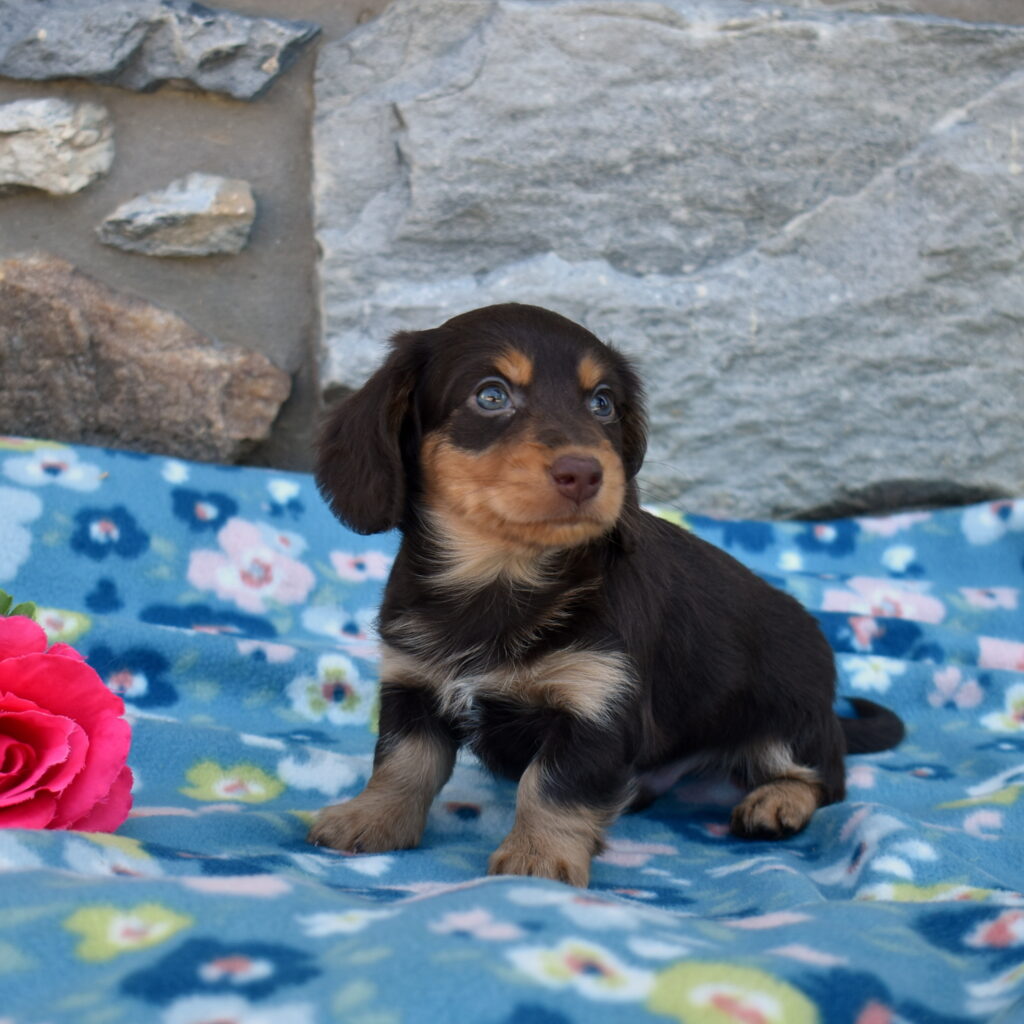 mini dachshund puppies lancaster