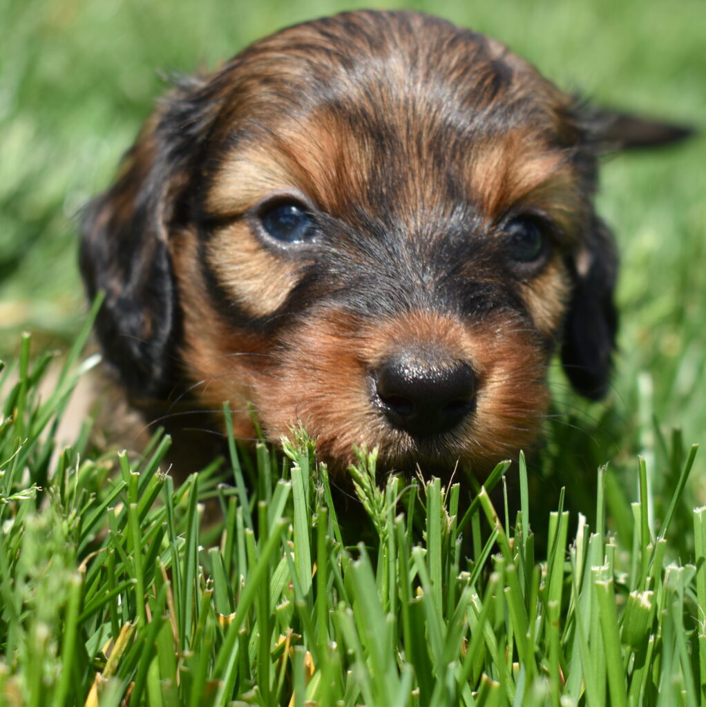mini dachshund puppy