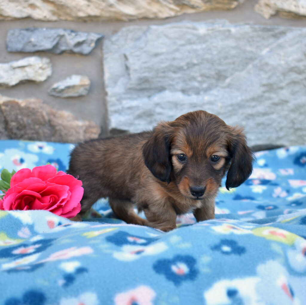 mini dachshund puppy