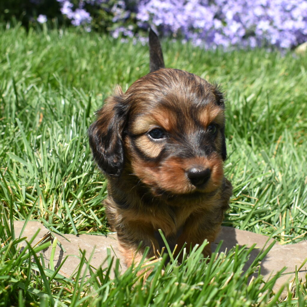 mini dachshund puppy for sale