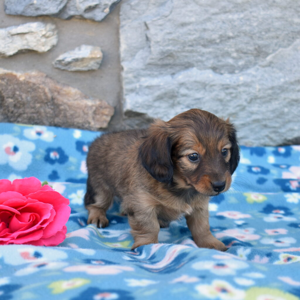 mini dachshund puppy for sale