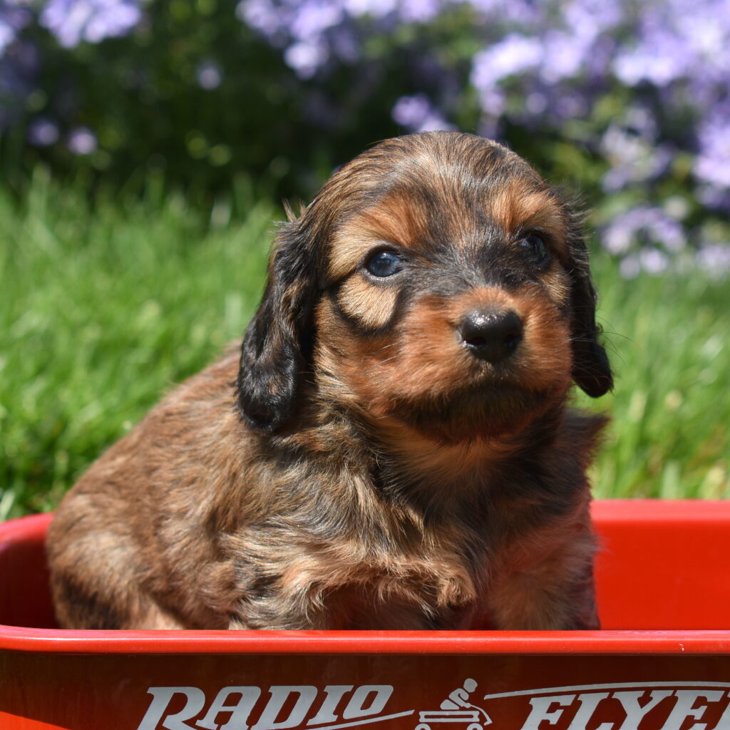 mini dachshund puppy for sale lancaster