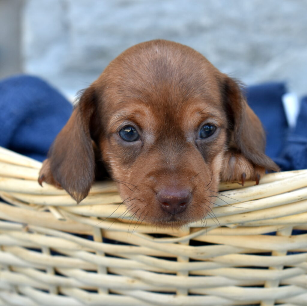 mini dachshund puppy for sale lancaster pa