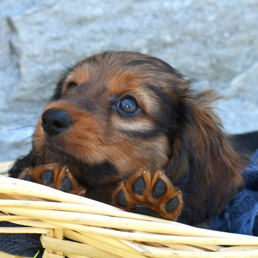 mini dachshund puppy for sale near me