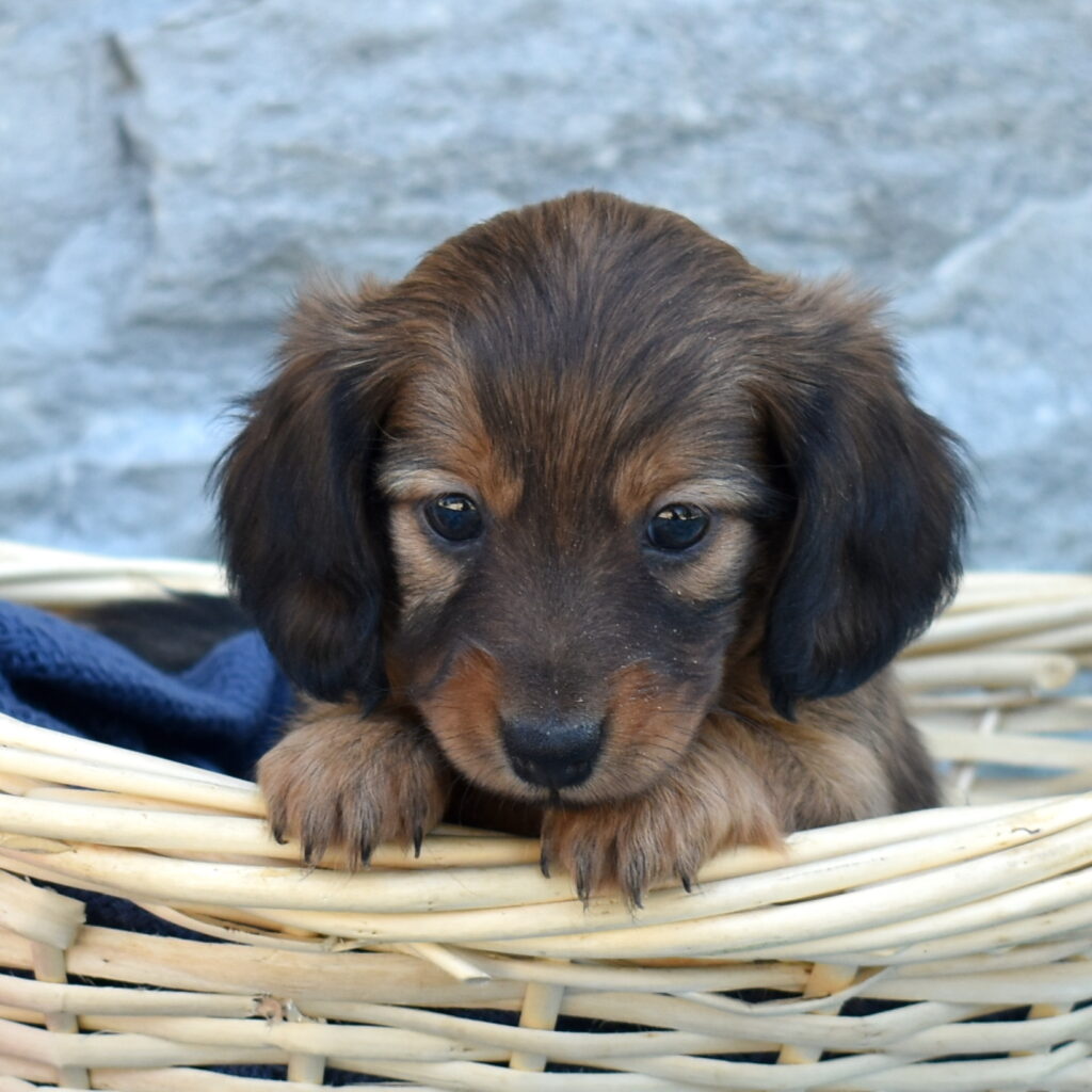 mini dachshund puppy for sale near me