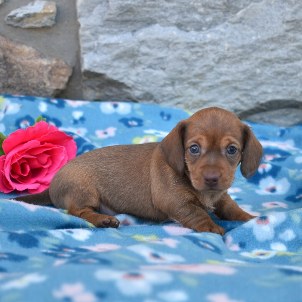 mini dachshund puppy for sale pa