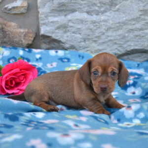 mini dachshund puppy for sale pa