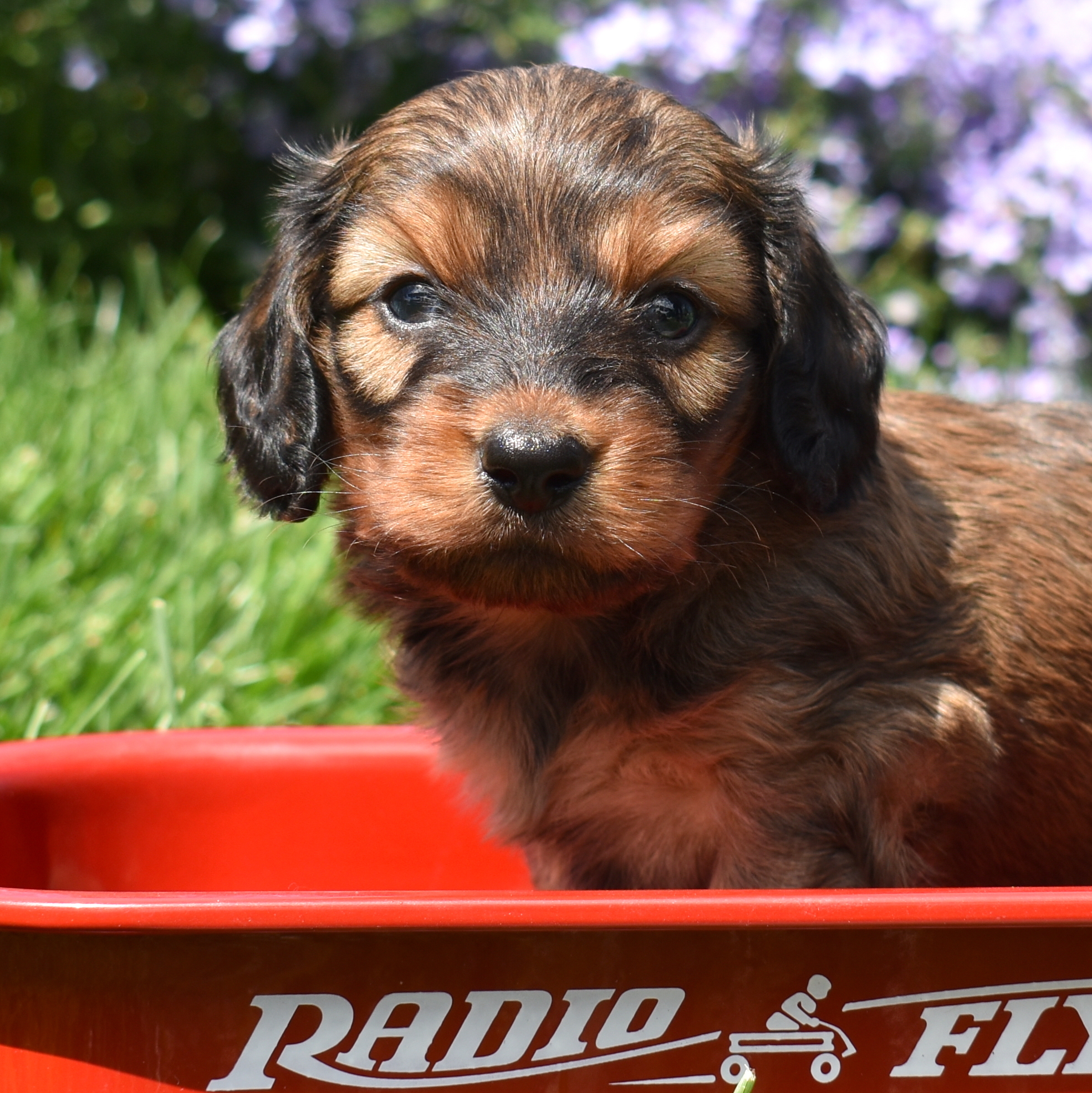 Dachshund Colors: A Breeder’s Honest Guide to Every Coat, Pattern, and What They Actually Mean