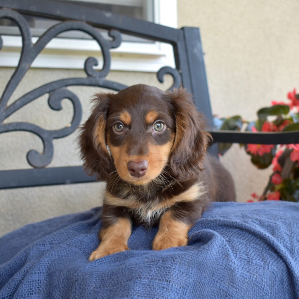 miniature dachshund