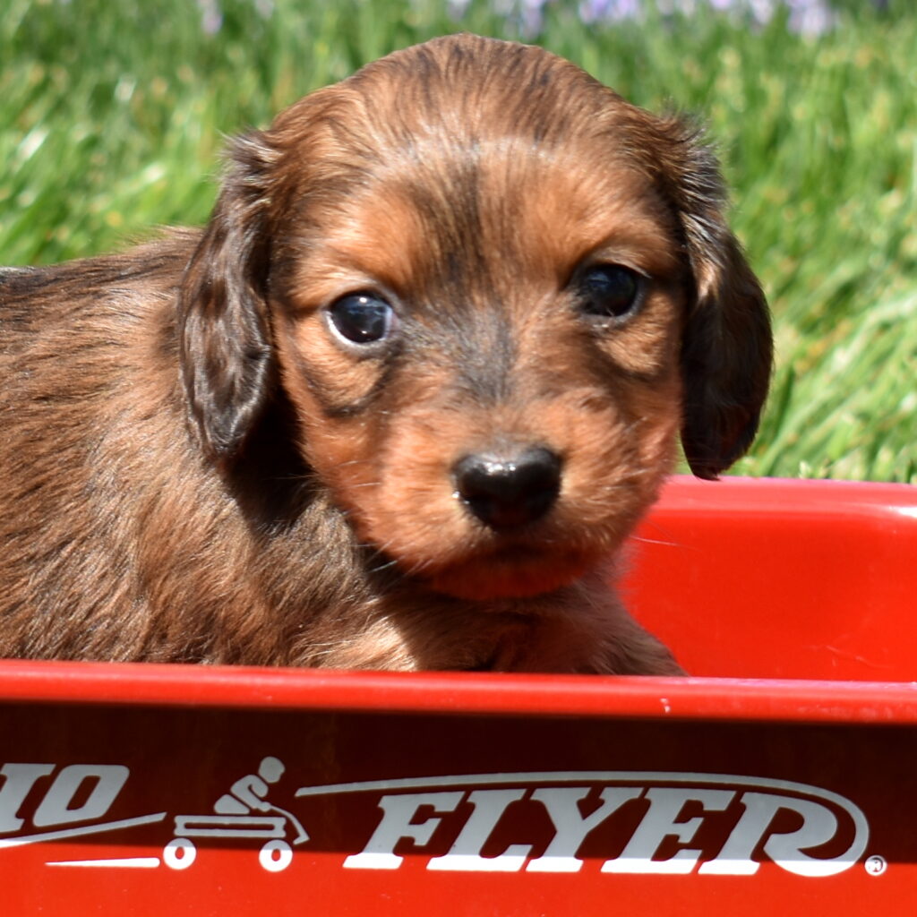 miniature dachshund puppy