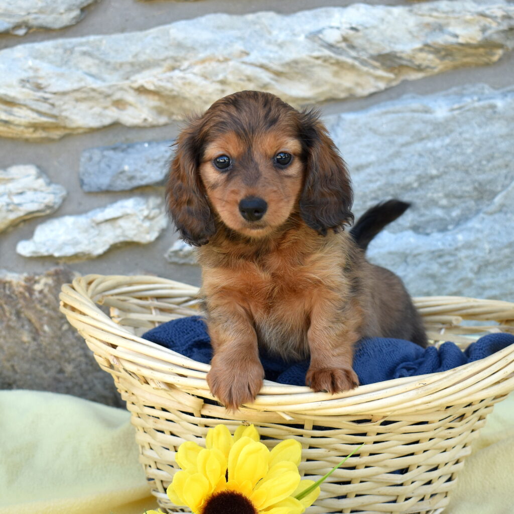miniature dachshund puppy breeder