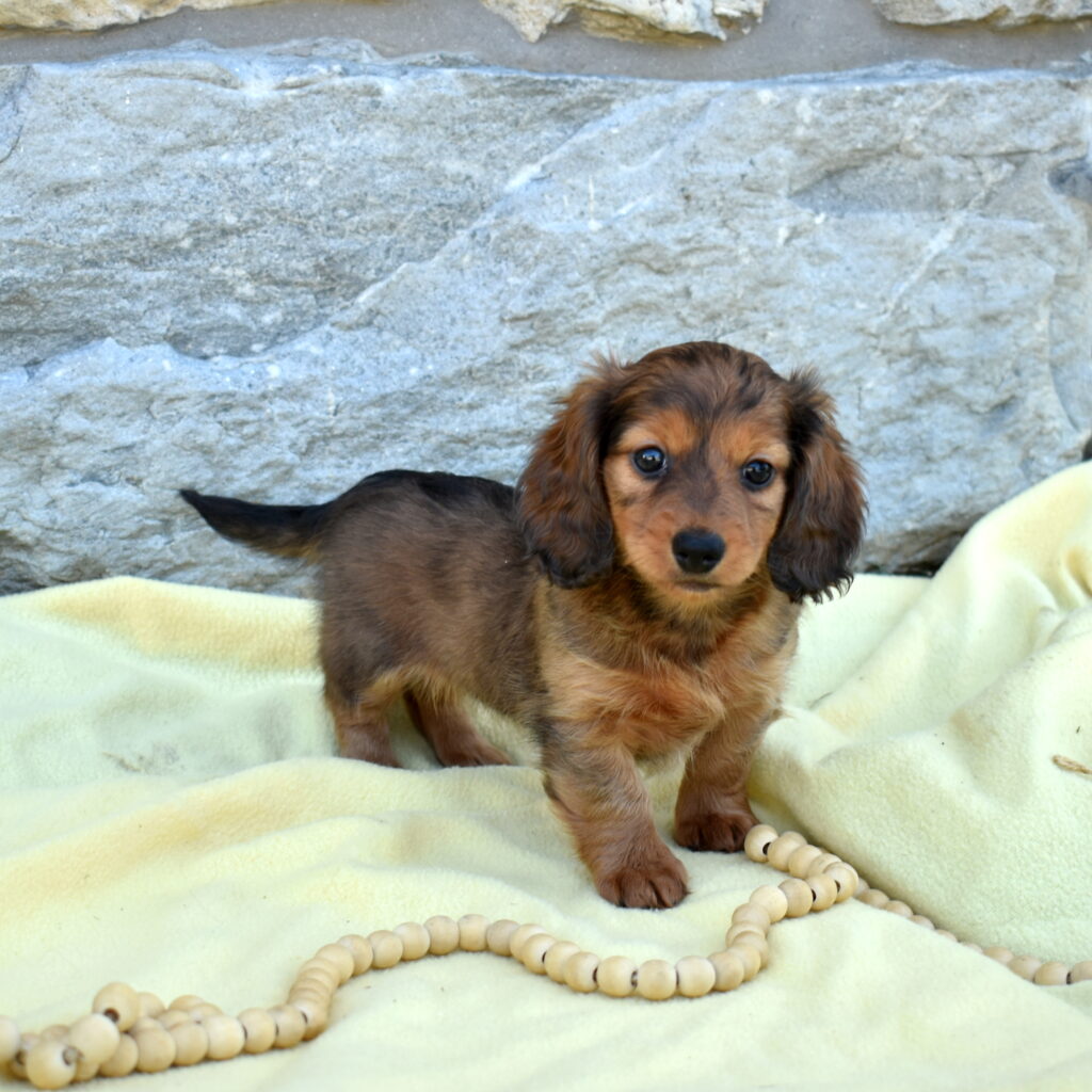 miniature dachshund puppy for sale pa
