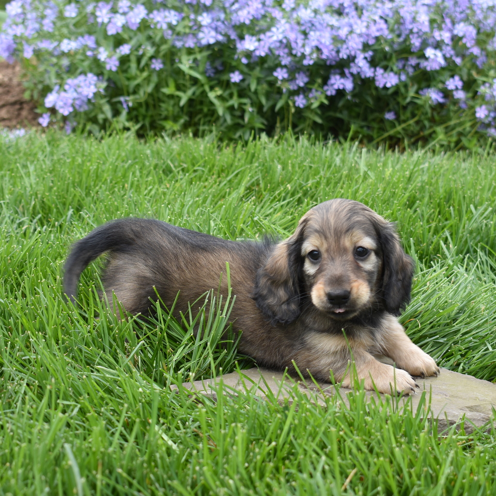 miniature dachshund puppy for sale