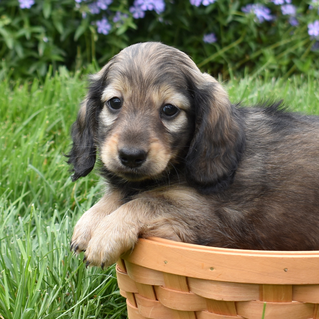 miniature dachshund puppy lancaster pa
