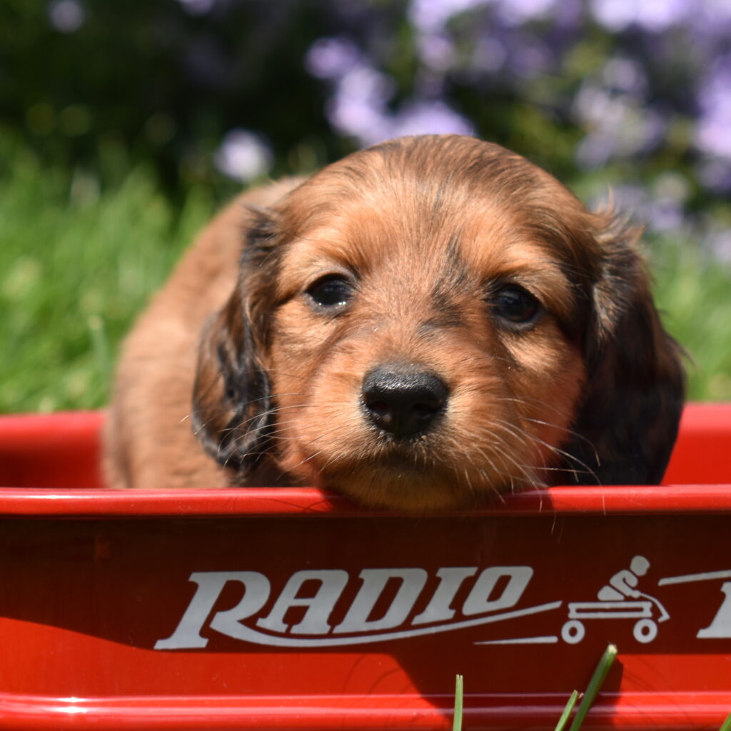 red sable dachshund puppies