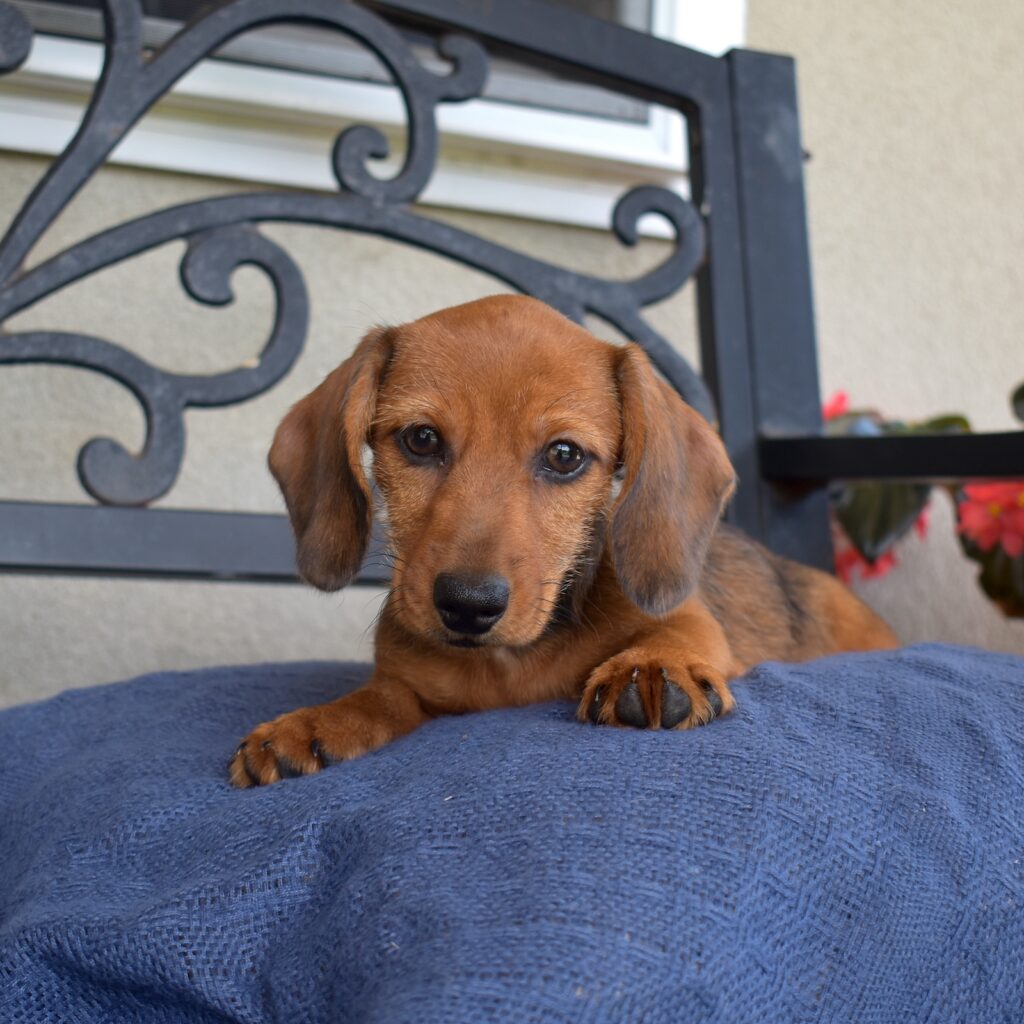 red sable mini Dachshund puppy