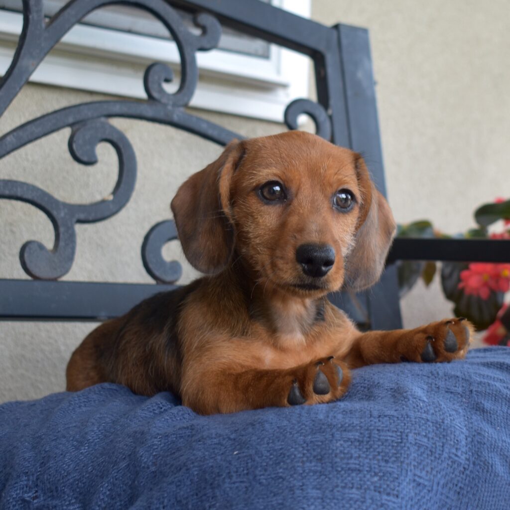 red sable miniature Dachshund puppy breeder