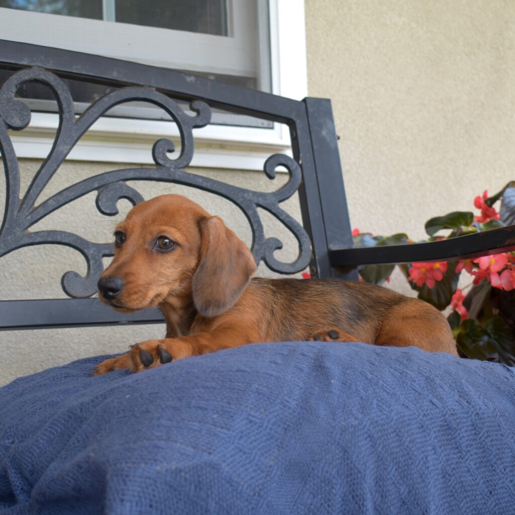 red sable miniature Dachshund puppy for sale near me