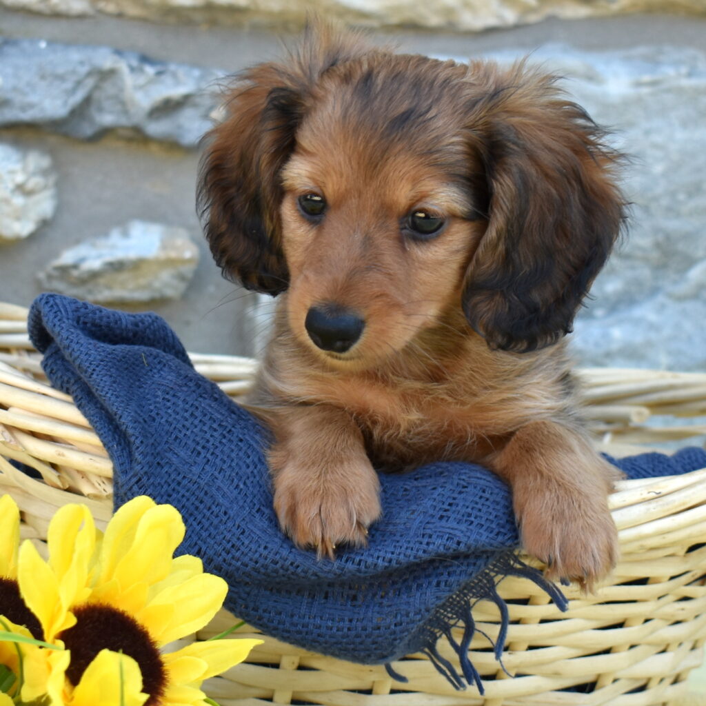 sable dachshund puppies breeder