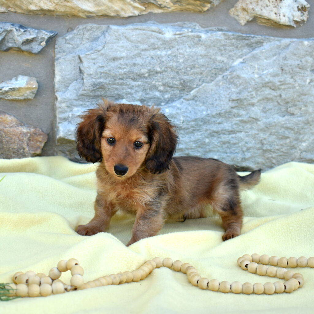 sable dachshund puppies for sale pa