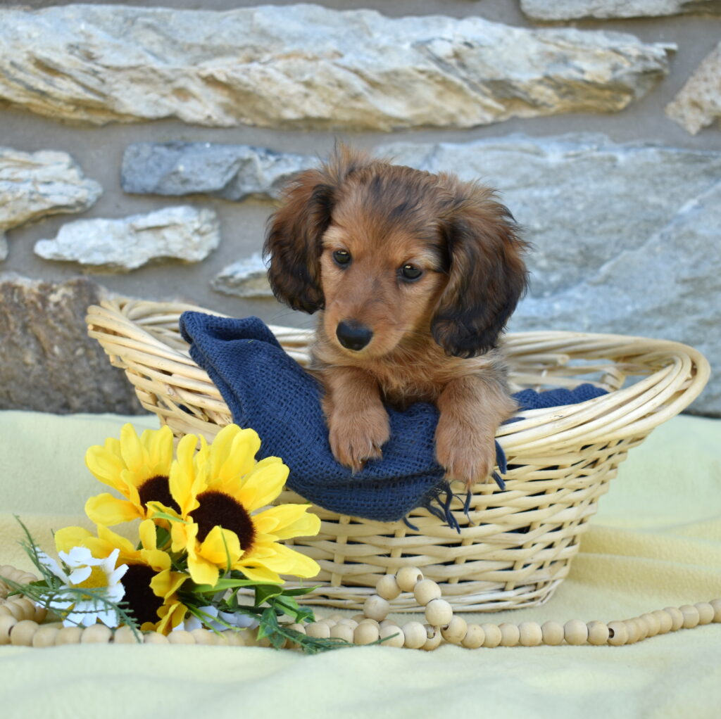 sable dachshund puppies lancaster pa