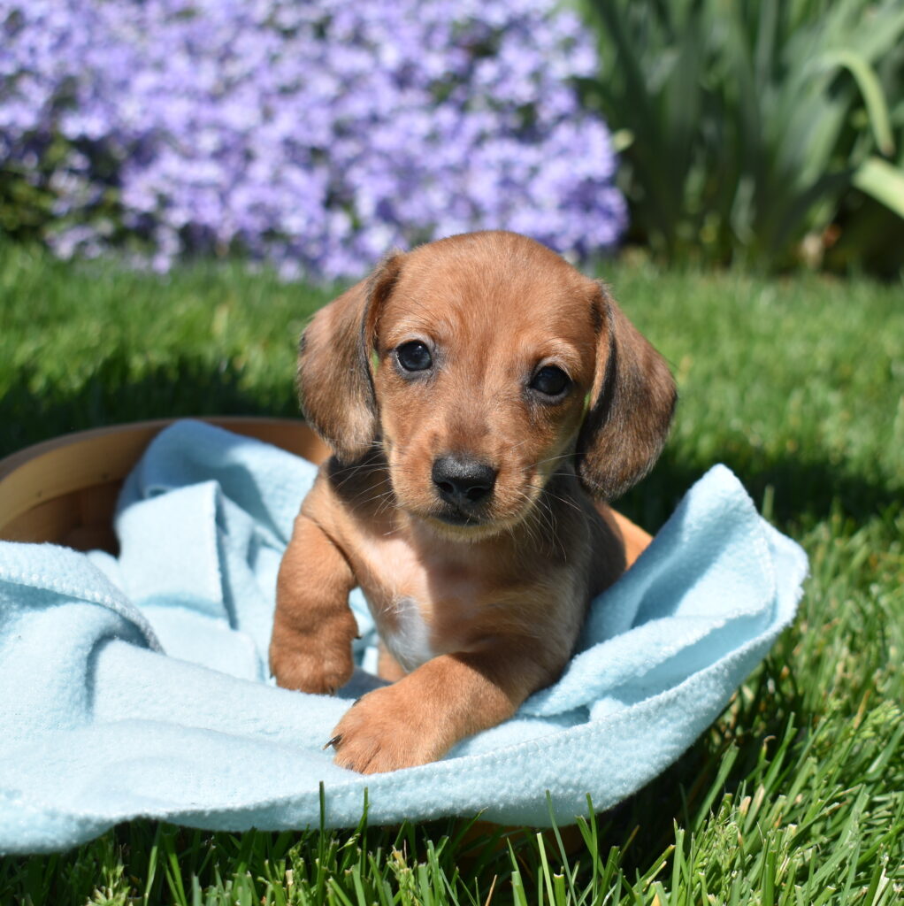 shaded red miniature Dachshund puppy