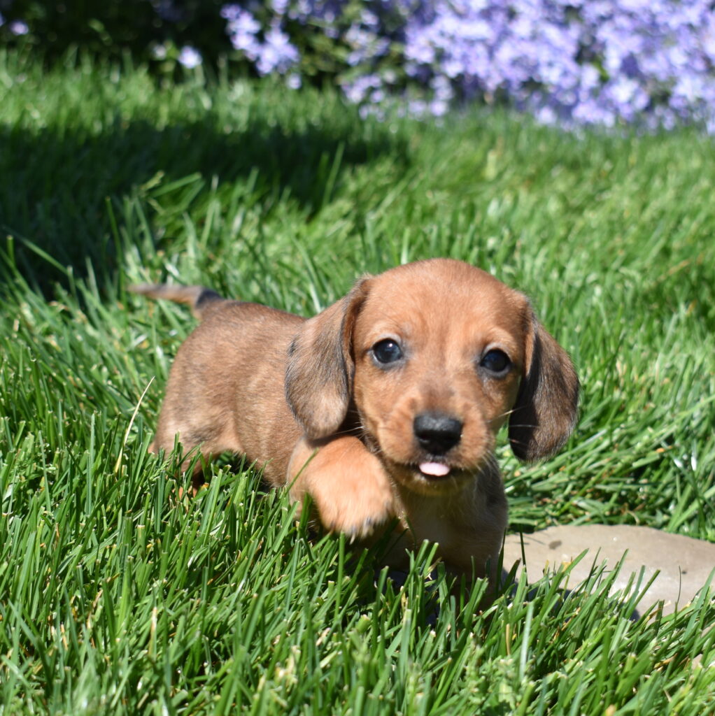 shaded red miniature Dachshund puppy near me